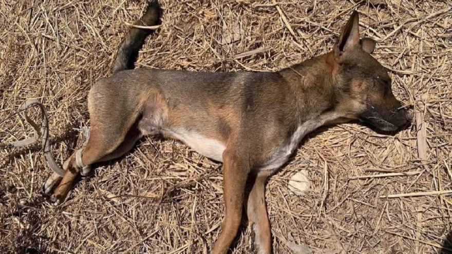 3 người bị chó cắn đã tiêm vaccine và huyết thanh kháng dại